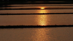 水田の煌めき　1