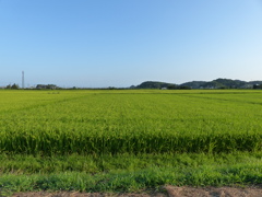 夏の田園