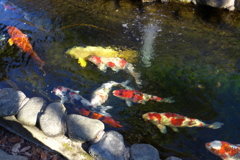 錦鯉
