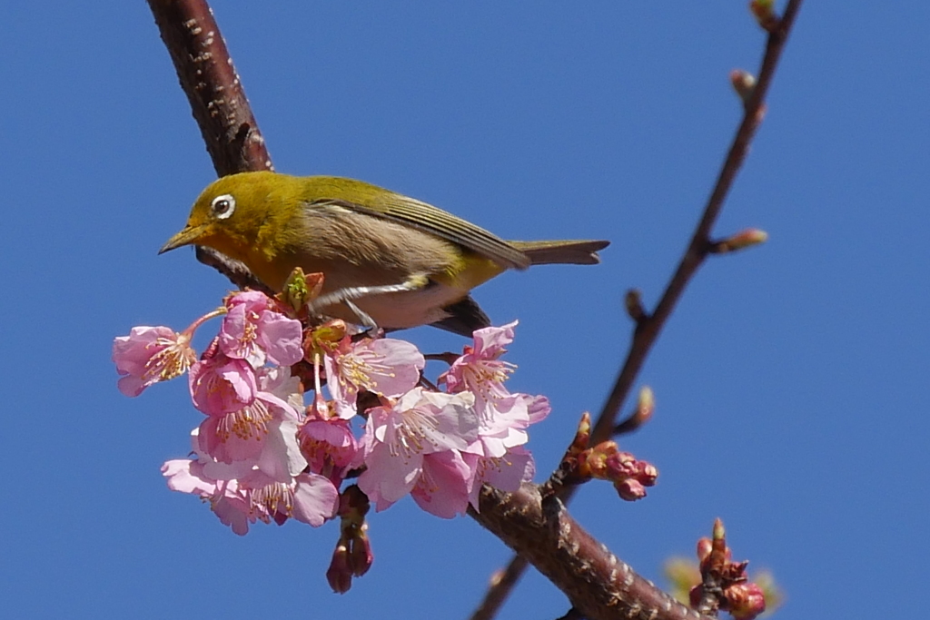 桜とメジロ　1