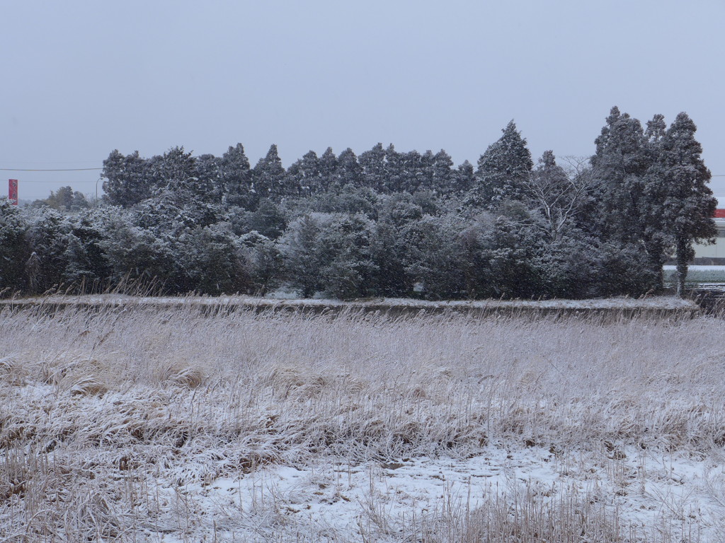 今日もまた雪