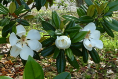 タイサンボクの花　1