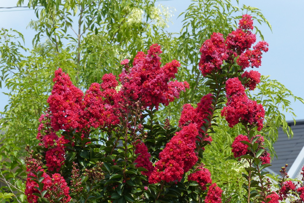 百日紅