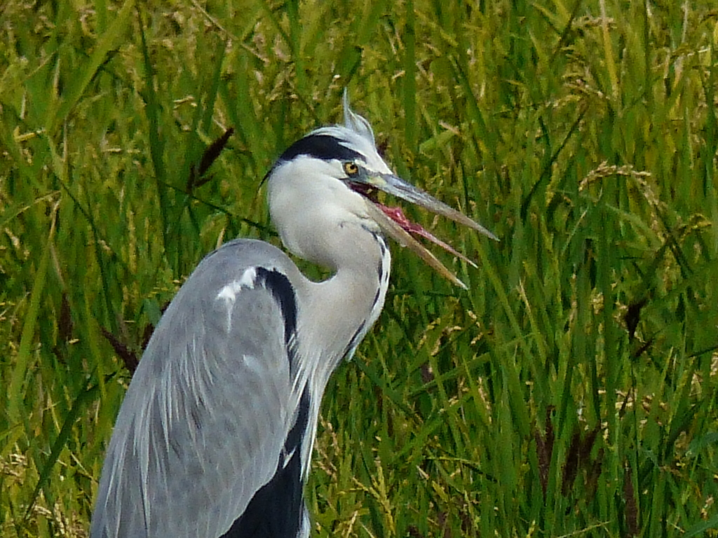 顔をアップです