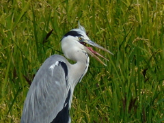 顔をアップです
