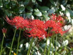 曼珠沙華