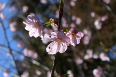 輝く河津桜