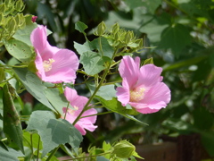 芙蓉