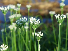 田んぼのふちに
