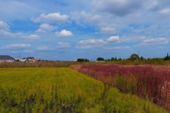晩秋の風景