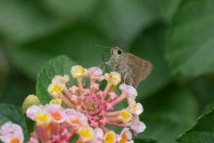 ランタナとセセリ
