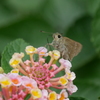 ランタナとセセリ