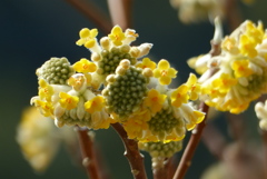 ミツマタの花　2
