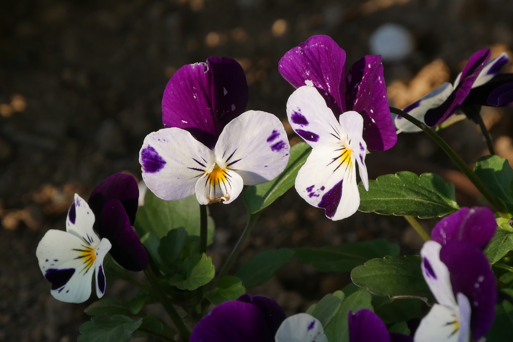 冬の花