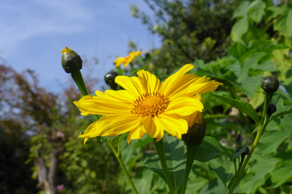 ボリビアンひまわり　2