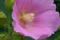 芙蓉