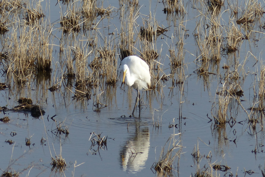 ドジョウをゲット