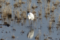 ドジョウをゲット