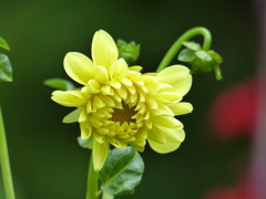ダリアの蕾