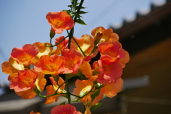 空中の花