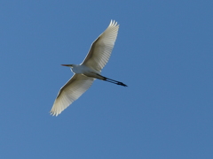 滑空
