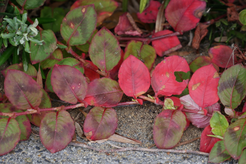 夏の紅葉