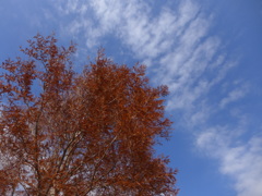 オレンジ色と青い空