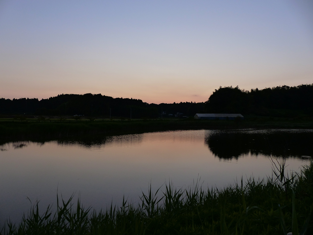 湿地帯の池