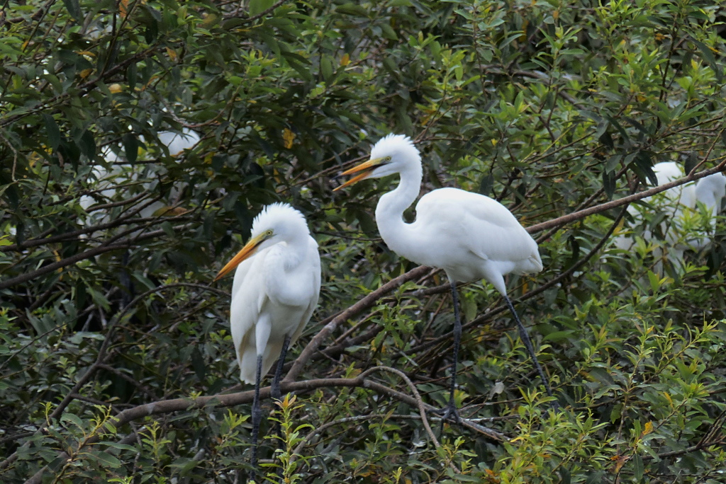 元気そうな幼鳥