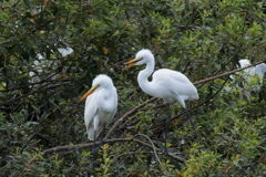 元気そうな幼鳥