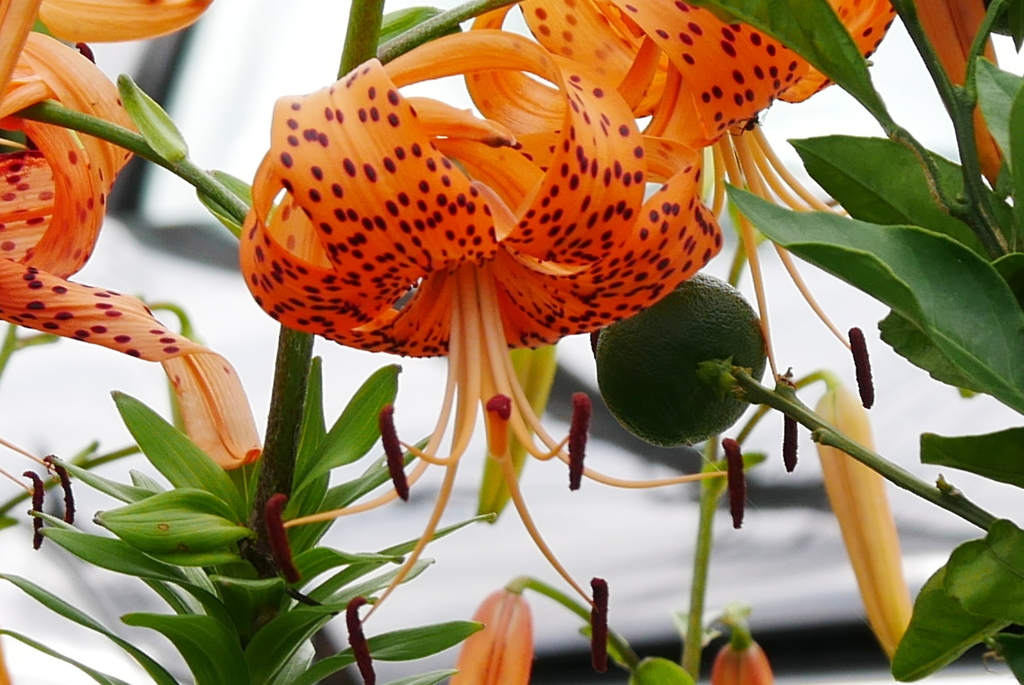 鬼百合