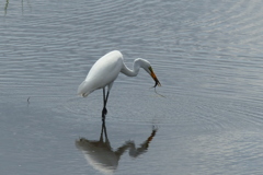 ゲットしました