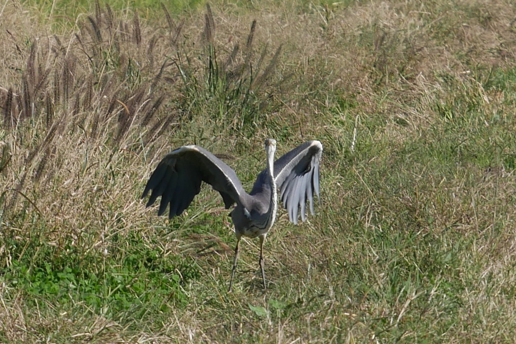 いざ、飛び立たん