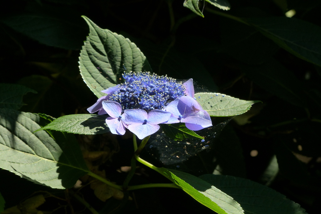 額紫陽花　10