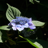 額紫陽花　10