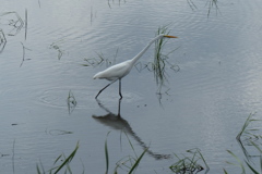 ぐっと首を延ばして