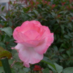 バラ
