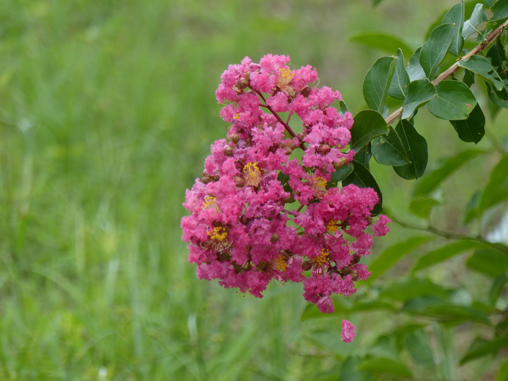 ピンクの百日紅の花