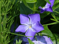 ツルニチニチソウ