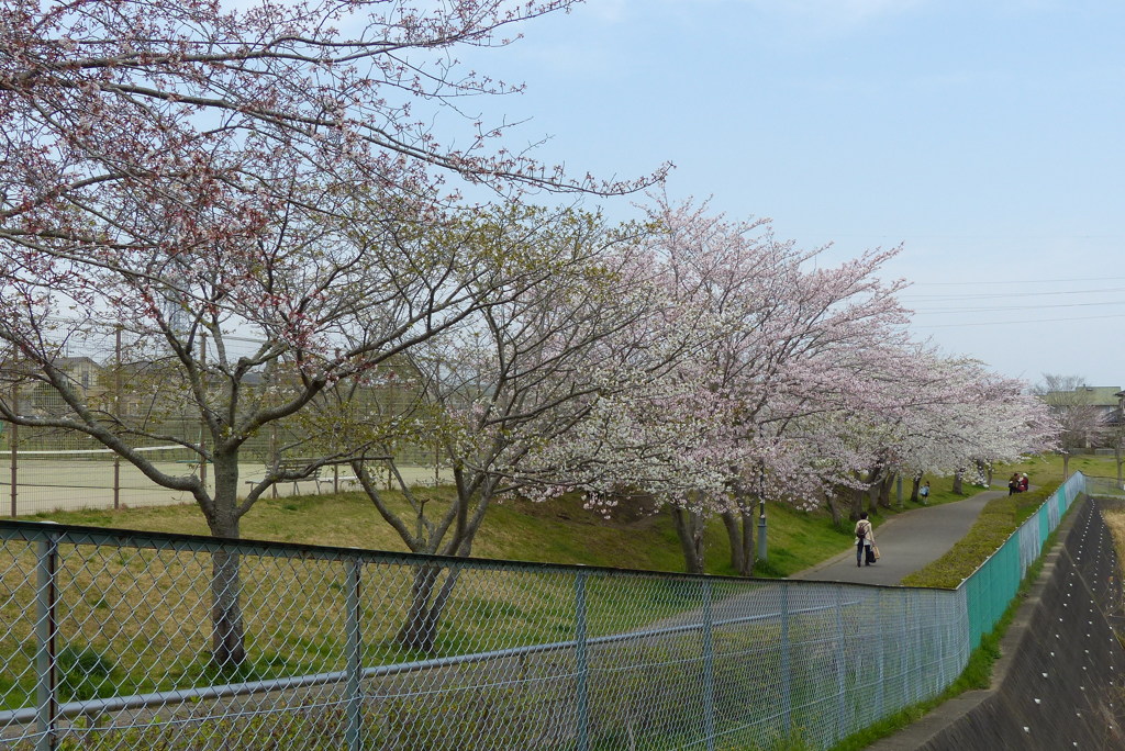 公園の桜