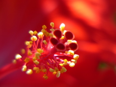 魅惑の蕊