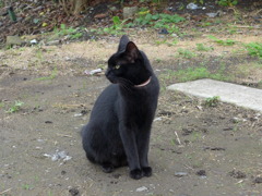 黒猫との出会い　3