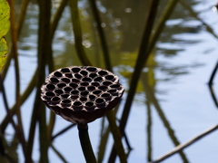 枯れた花托