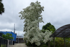 盛り上がる花の塔