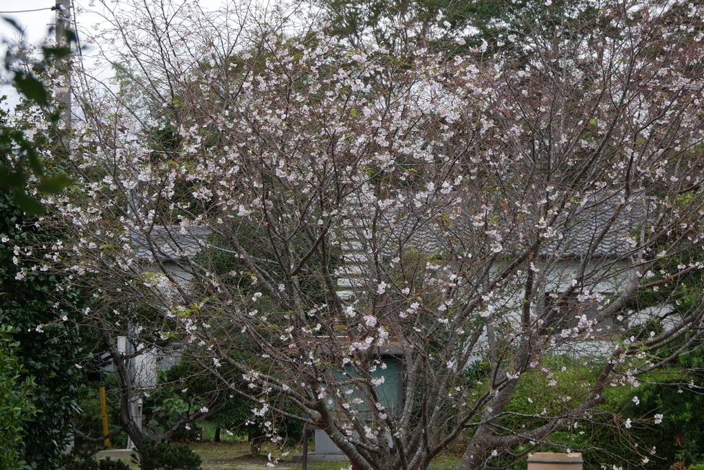 10月桜