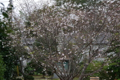 10月桜
