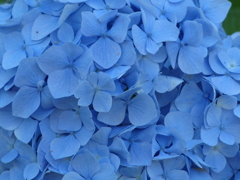 ブルーの花びら