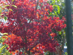 植木の紅葉
