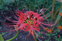 曼珠沙華