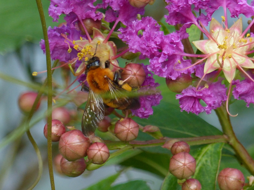 サルスベリの花と蜂